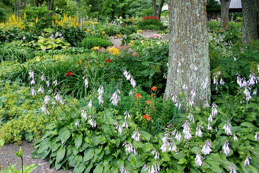 backyard plantlife