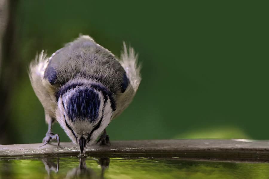 bird sipping water