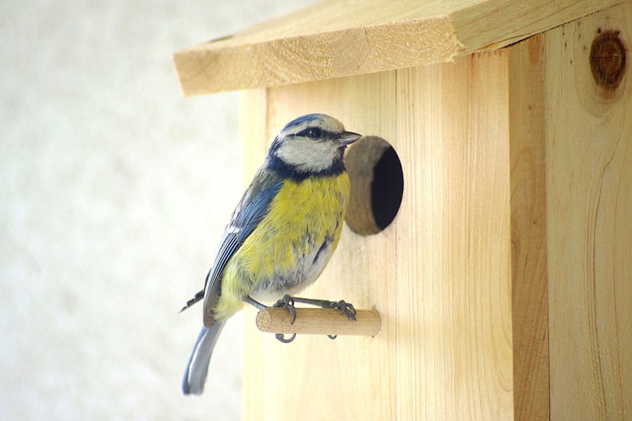 bird perched on nesting box entrance