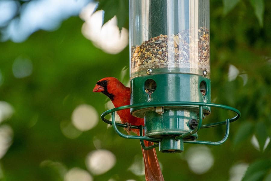 cardinal at hanging feeder