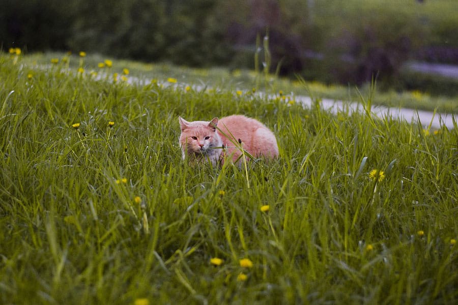 cat waiting in grass