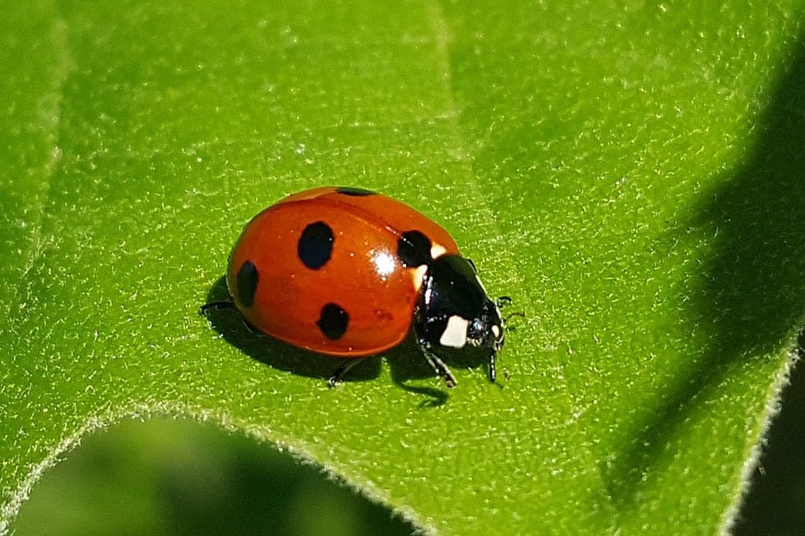 ladybug on a leaf