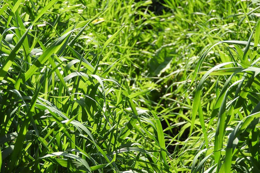 tall lawn grass