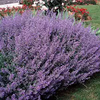 Outsidepride Blue Nepeta Catmint Erva Semente - 1000 Sementes