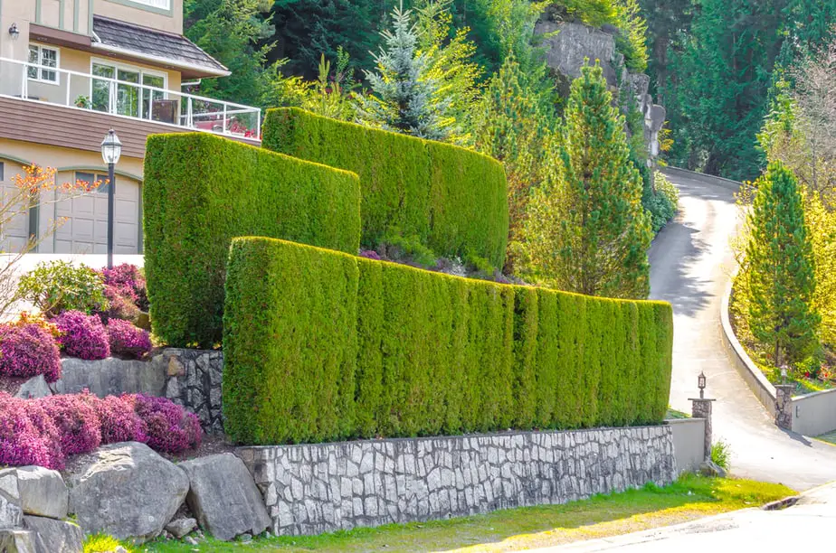 Backyard Privacy Ideas for Home and Garden (With Photos!) 2020