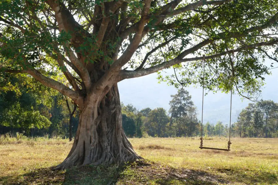 tree-swing-image.jpg