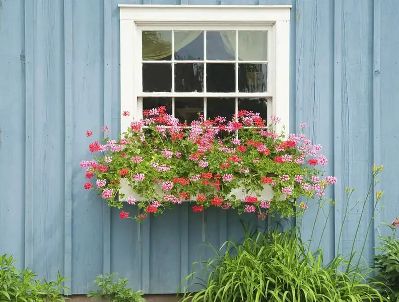 Fenster Blumenkasten