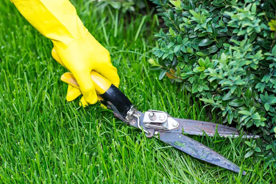 small grass shears