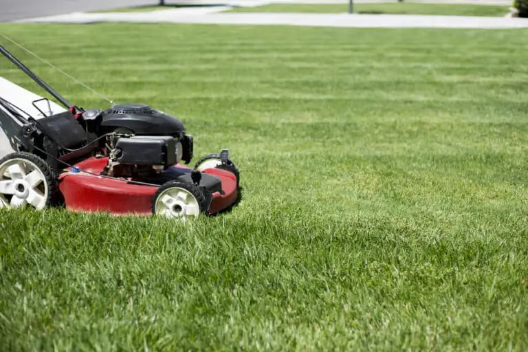 5 Best Push Lawn Mowers to Dominate Your Yard 2024 [Images + Prices!]