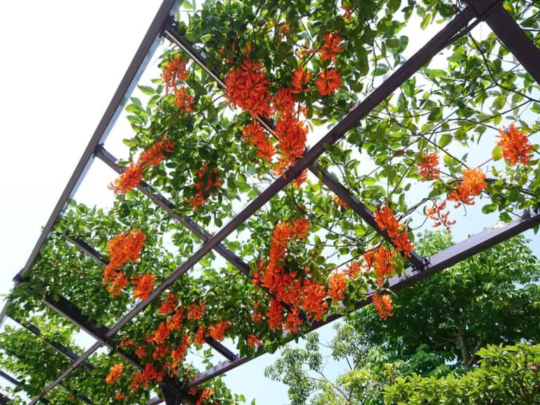 25 Beautiful Trellis Ideas for Your Home in 2020 {Lots of Pictures!!}