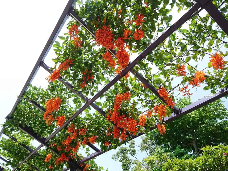 25 Beautiful Trellis Ideas For Your Home In 21 Lots Of Pictures 25 Beautiful Trellis Ideas For Your Home In 21 Lots Of Pictures