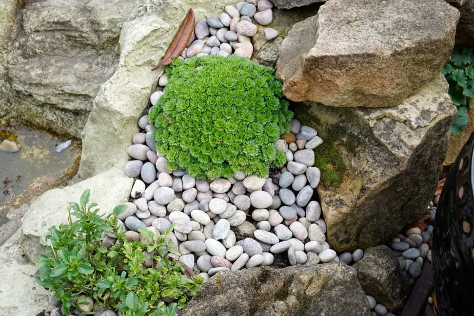 Corner Garden Ideas With Rocks - Update Today