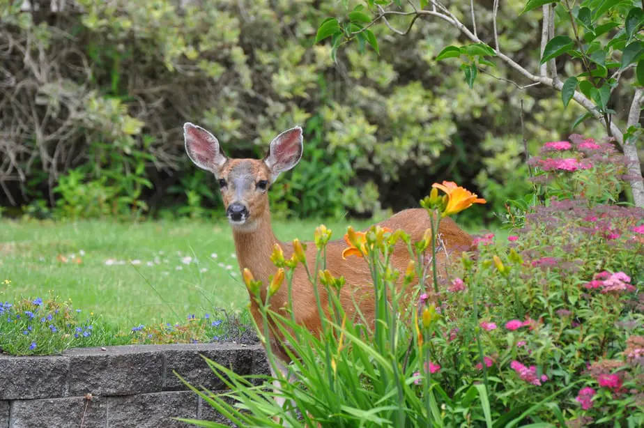 How To Keep Deer Out Of Your Garden Tips Tricks And Products