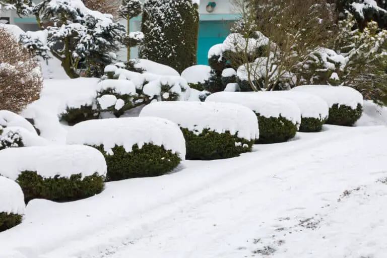 winter-landscaping-ideas-pics-tips-tricks-more-2020-own-the-yard