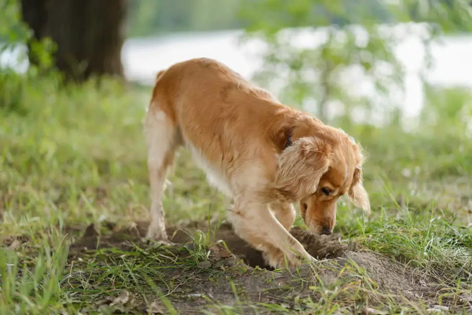 I Like Digging Holes And Hiding