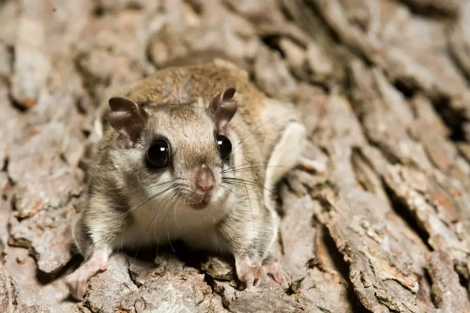 How to Attract Flying Squirrels to Your Backyard in a Few Steps 2022