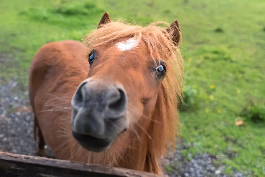 Keeping A Mini Horse In Your Backyard What You Need To Know 2020