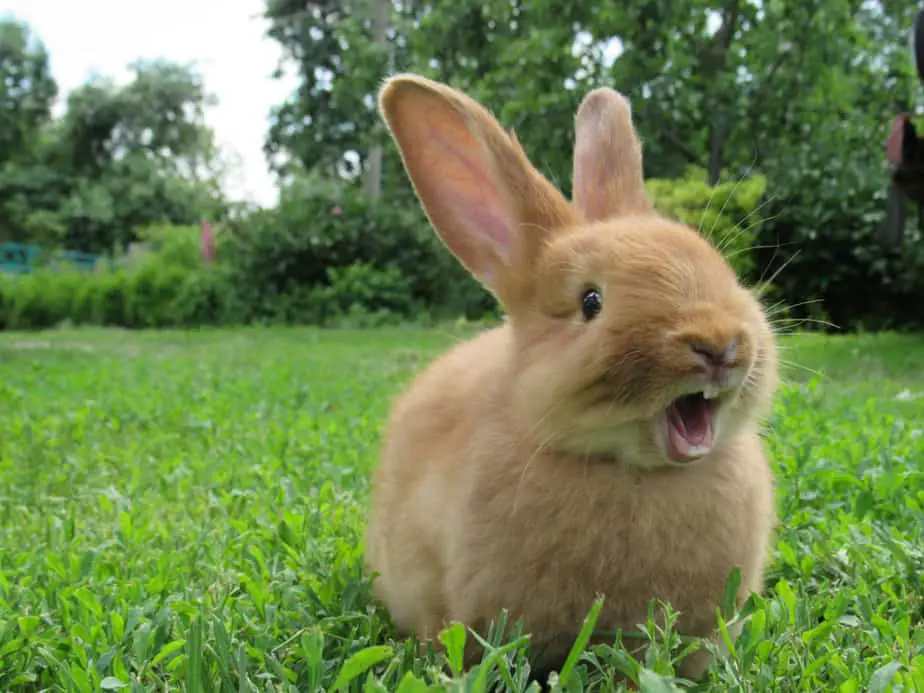 How to Repel Plant-Eating Rabbits From Your Garden 2022: Own The Yard