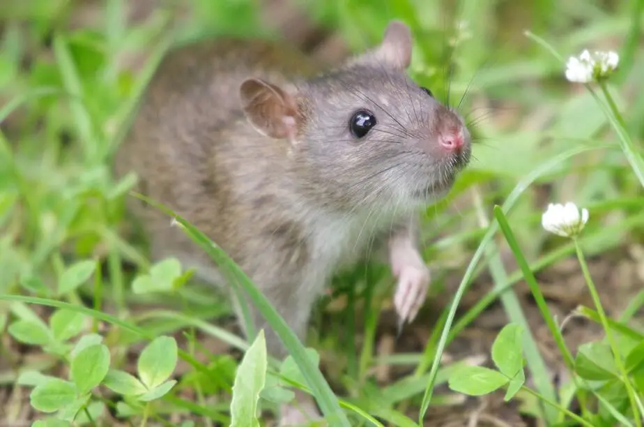 How to Get Rid of Rats in Your Backyard: Best Methods 2019