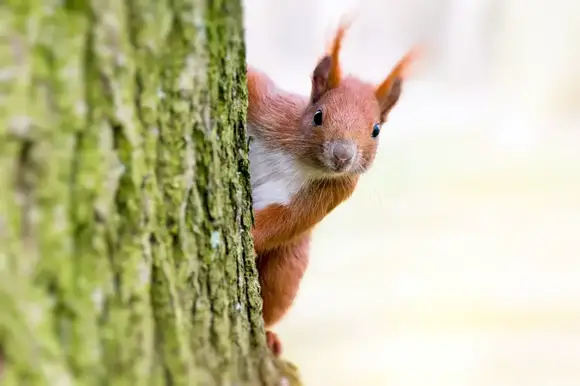 Shooting Squirrels In The Backyard: Legality And What To Know In 2022 Shooting Squirrels In The Backyard: Legality And What To Know In 2022