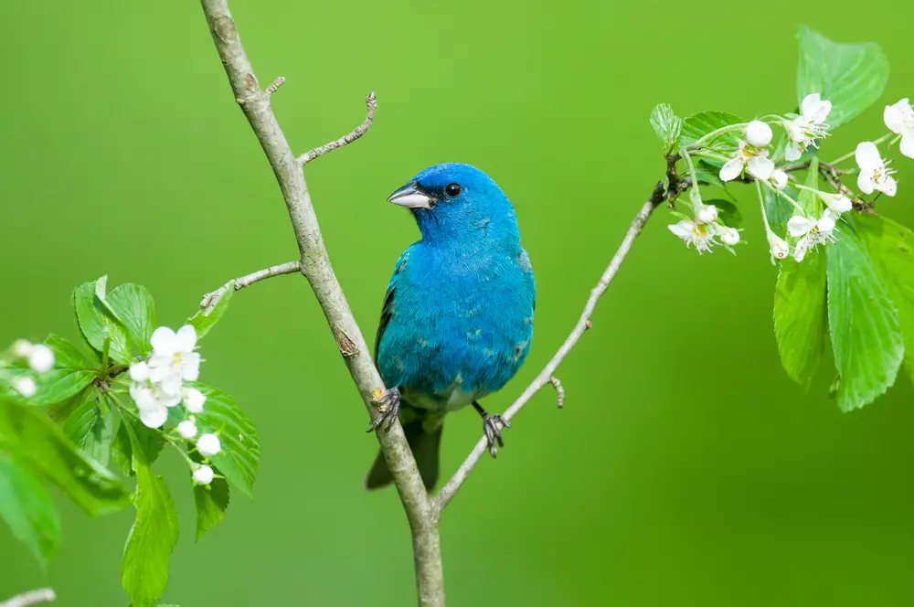 How To Attract Indigo Buntings To Your Backyard Simple Guide 2020