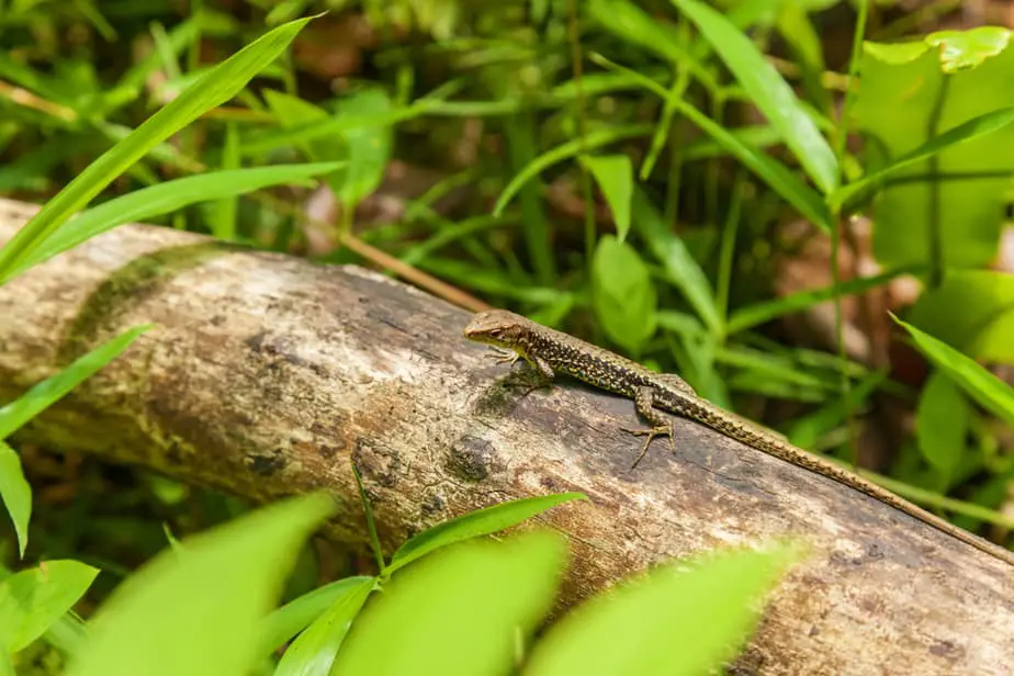What Do Backyard Lizards Eat? A Guide to Reptilian Yard ...