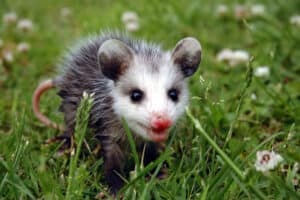 Can You Shoot a Possum in Your Backyard? What to Know 2021