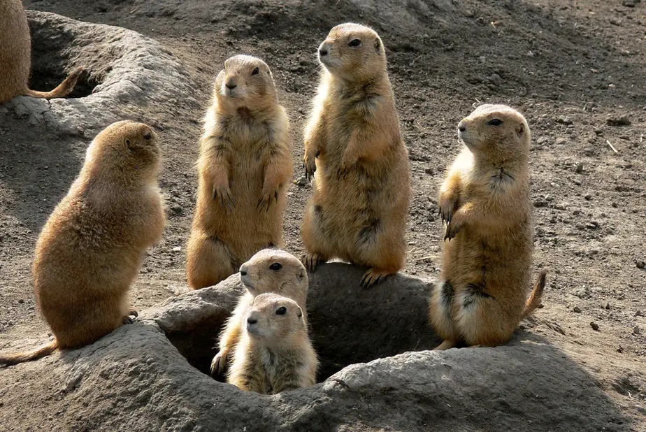 How To Get Rid Of Prairie Dogs In Your Backyard Fast 2020 Own The Yard,Corn On The Cob Recipe