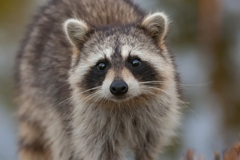 How to Get Rid of Raccoons in Your Backyard Quickly 2019 ...