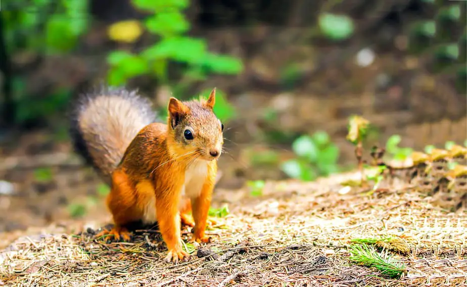 Can You Eat Squirrel From Your Backyard Safely In 2020