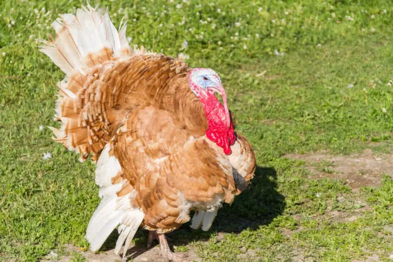 how long to raise a turkey