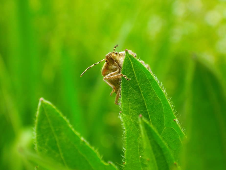 Bug Me House Plants That Resist Pests