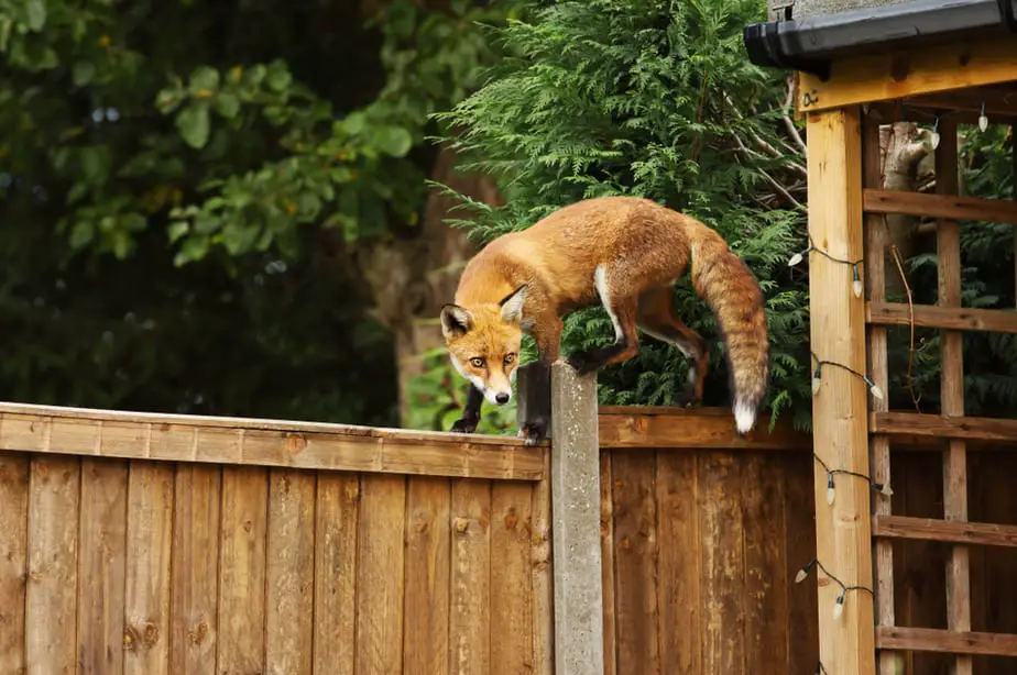 Can Foxes Climb Fences? + How to Prevent it 2020: Own The Yard