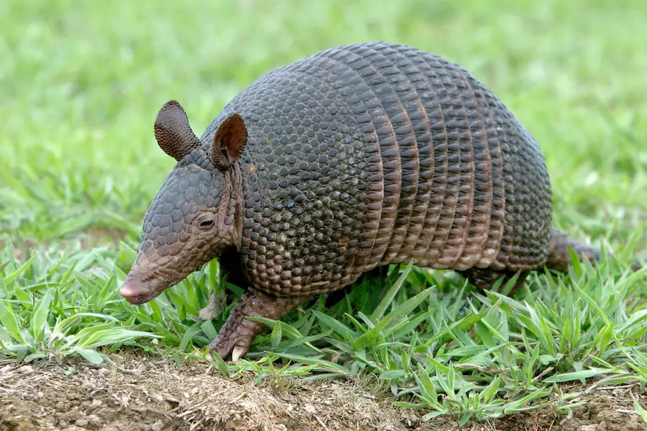 are armadillos nocturnal are armadillos nocturnal
