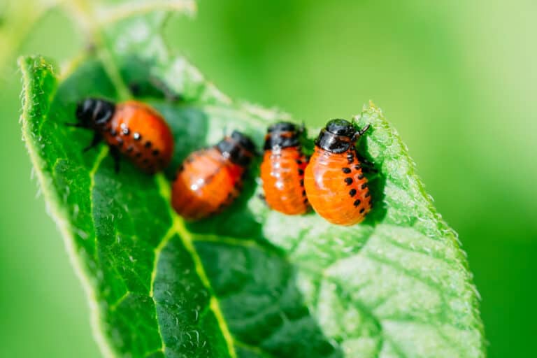How to stop insects from eating plant leaves