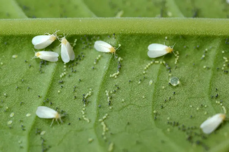 How to Get Rid of Little White Bugs on Plants Home and