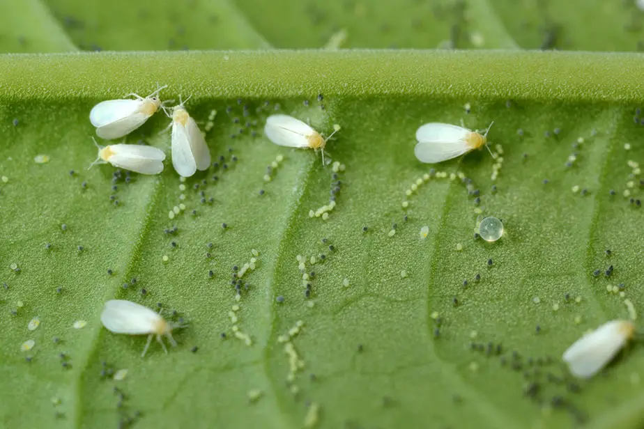 Small White Flying Bugs In House small-white-flying-bugs-in-house