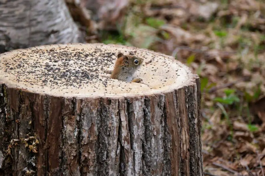 How To Remove A Tree Stump Without A Grinder: Easy-Follow Guide 2026