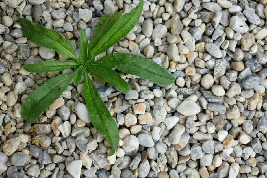 How to keep weeds from growing through rocks