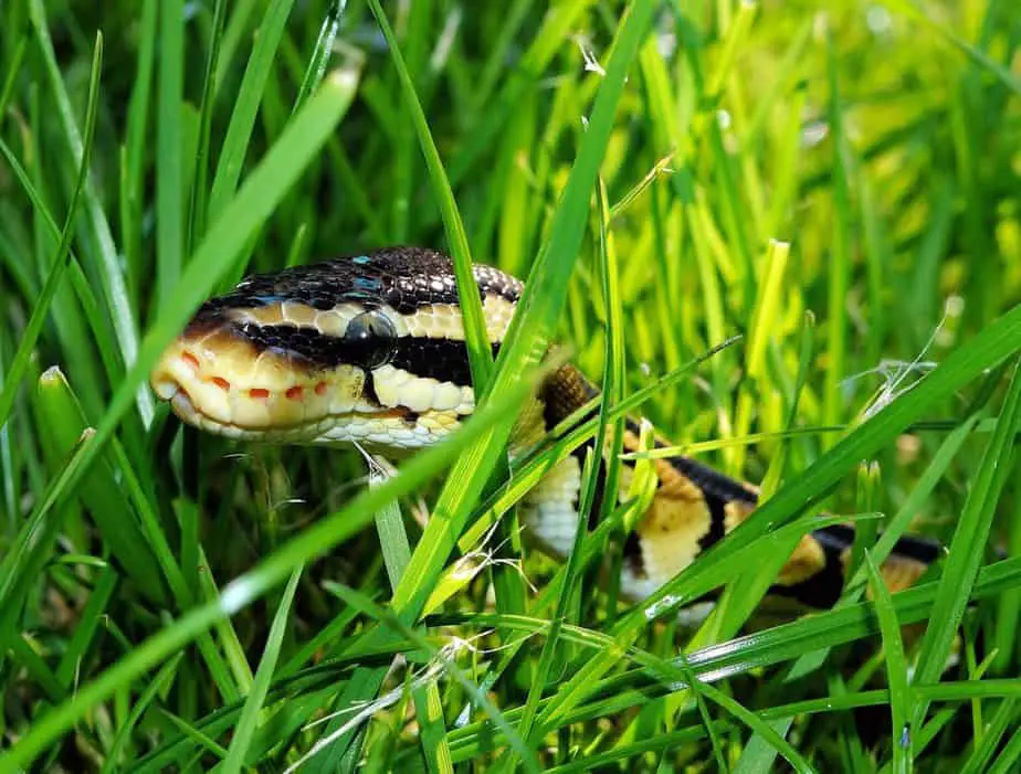 What Do Garden Snakes Eat? + More Intriguing Facts! 2023