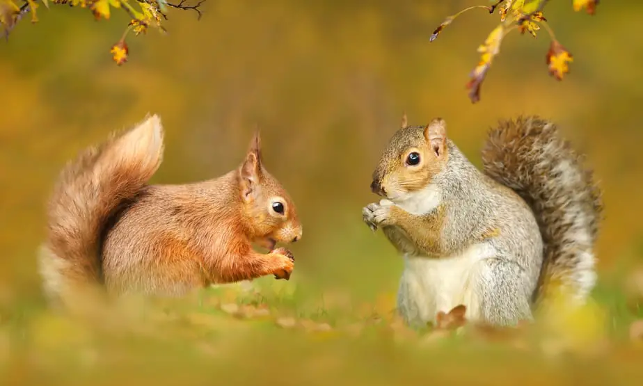 Types of Squirrels: Identification and Interesting Facts in 2022