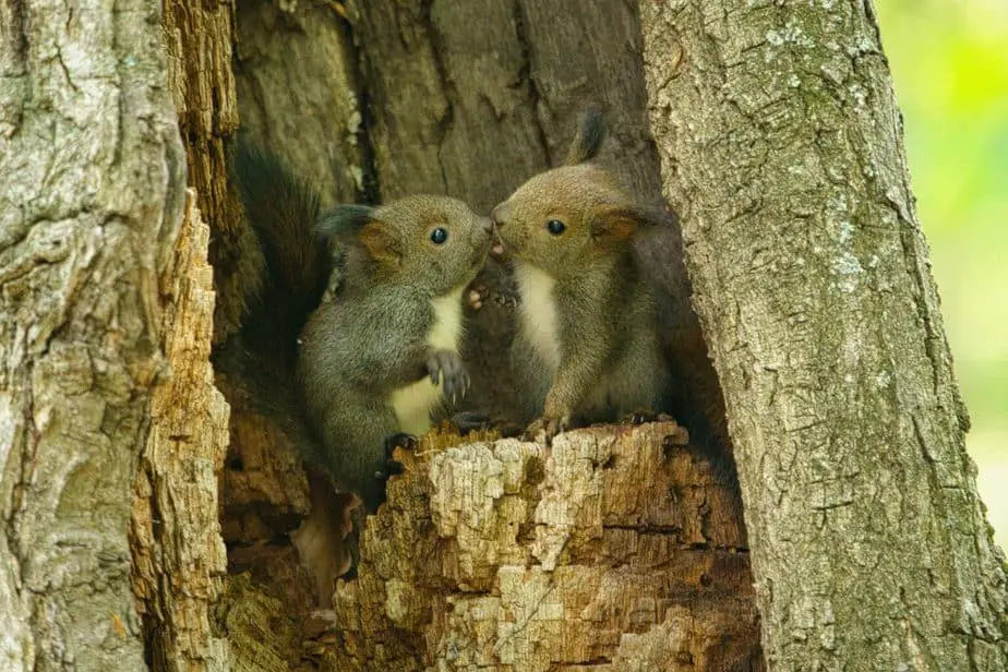 When Do Squirrels Have Babies? The Lifecycle of Squirrels 2021
