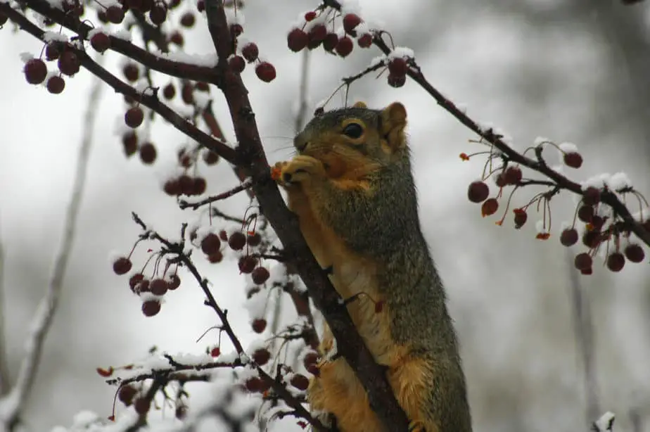 do squirrels hibernate. do squirrels hibernate.
