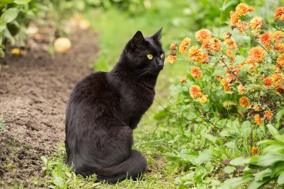 How To Keep Cats Out Of Your Garden A, How To Keep Cats Off Your Vegetable Garden