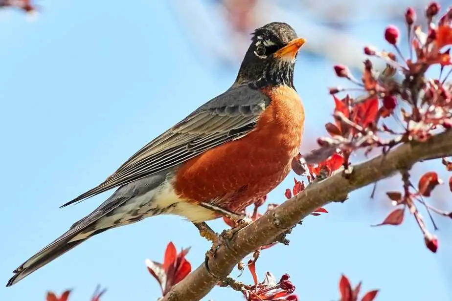 Backyard Birds of Kentucky Identifying Common Species in 2022