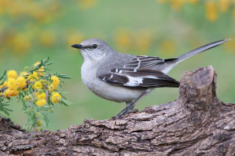 Backyard Birds of Texas Facts and Identification Guide for 2021