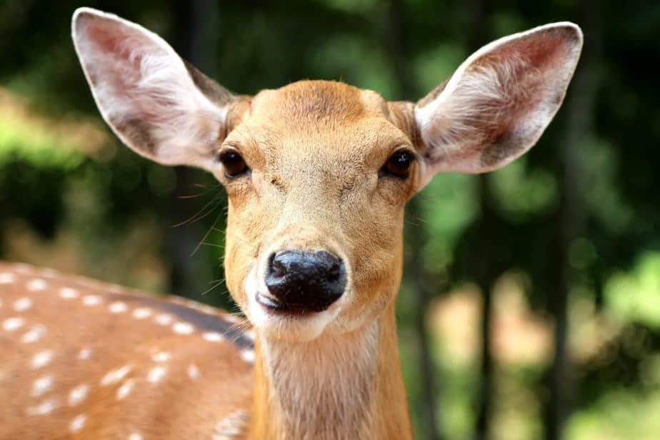 How to Attract Deer to Your Yard An EasytoFollow Guide for 2024