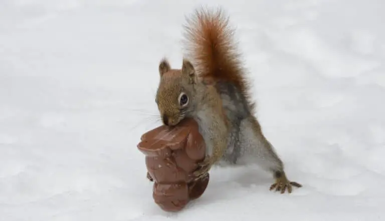 Squirrel Eating Chocolate