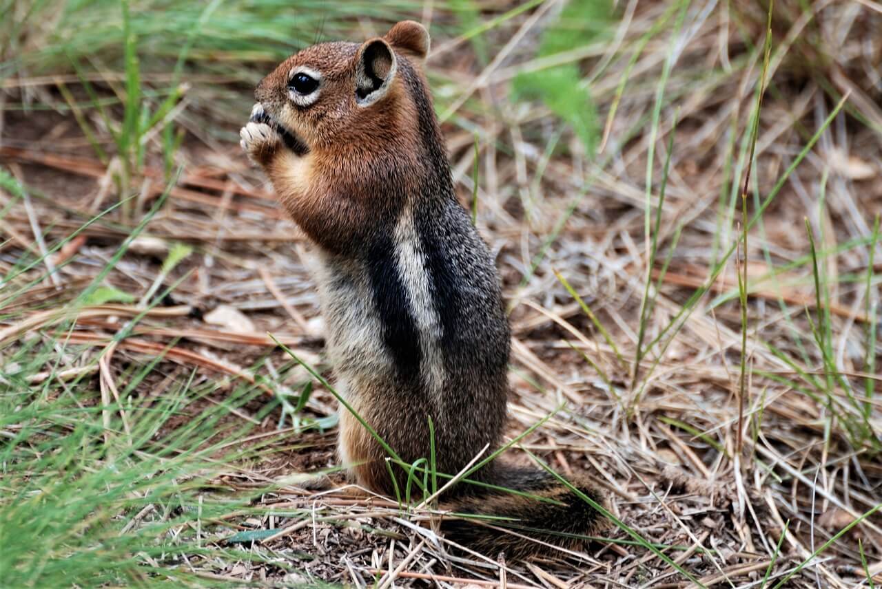 How to Get Rid of Ground Squirrels Pest Removal Guide For 2024