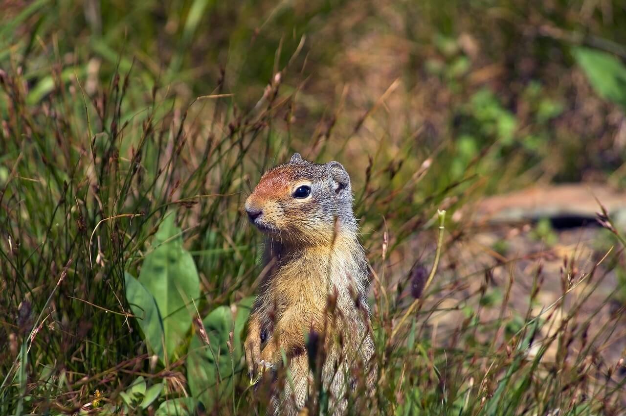 How to Get Rid of Ground Squirrels: Pest Removal Guide For 2021